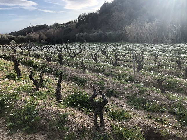 Bentu-Luna-old vines 2